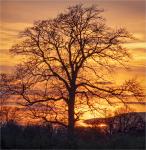 Hilary Knight - Sundown