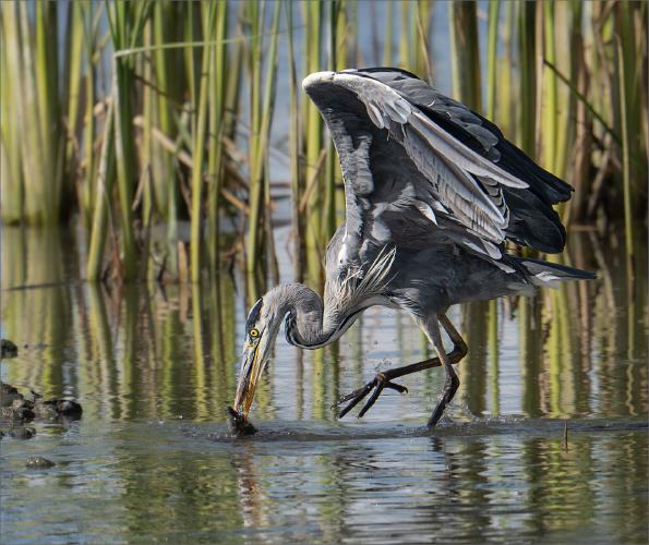 The Catch - Colin Brett