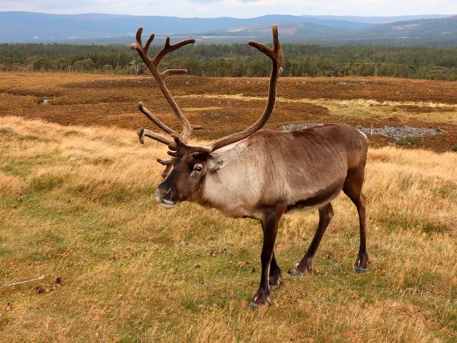 Wild Reindeer - Anne Aldred