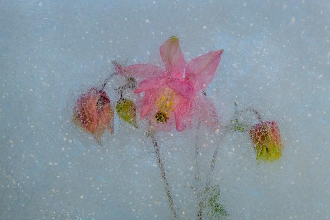 Aquilegia flowerheads - Andrew Bailey