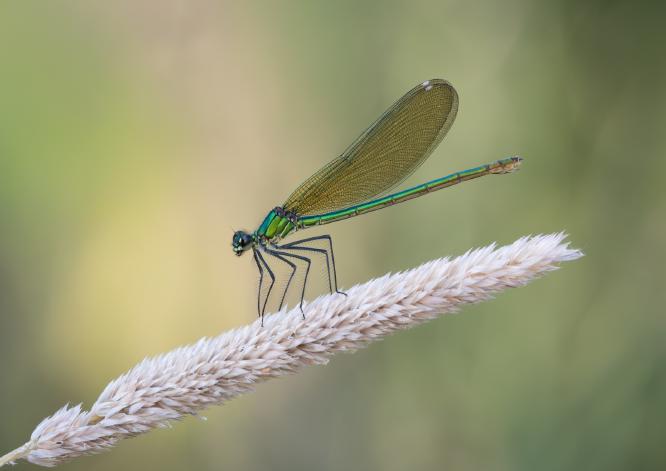 Banded Damoiselle - Naomi Foster