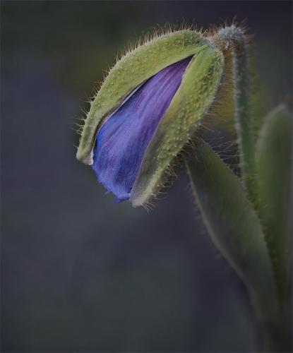 Blue Poppy In Bud - Mary Battye