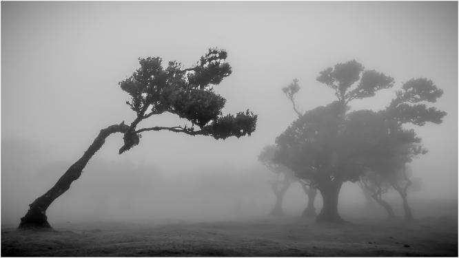 Charging Tree - Ian Carter