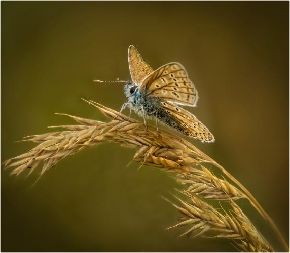 Common Blue Butterfly - Hilary Knight