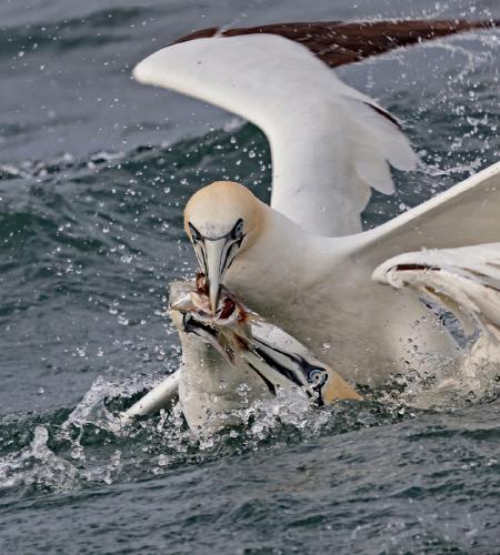 Feeding Frenzy - Dene Carter