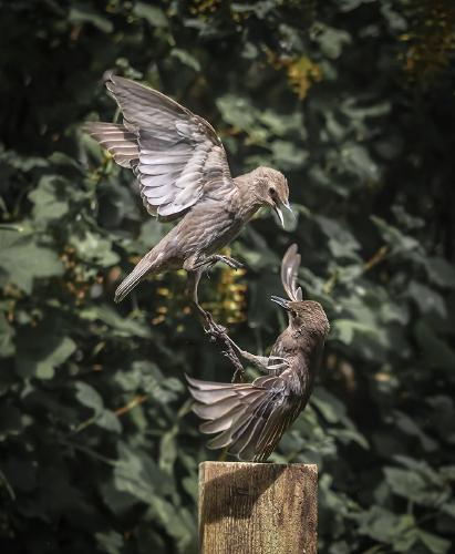 Fighting Starlings - Robert Farrow