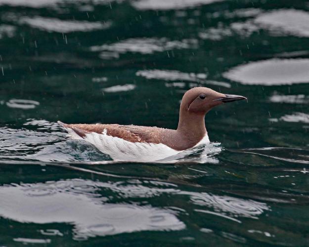 Guillemot - Clare Carter