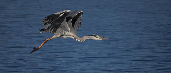 Heron in Flight - Robert Farrow