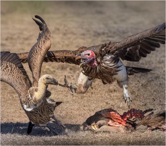 Lappet Faced Vulture Steals Carcass - Chrissie Hart