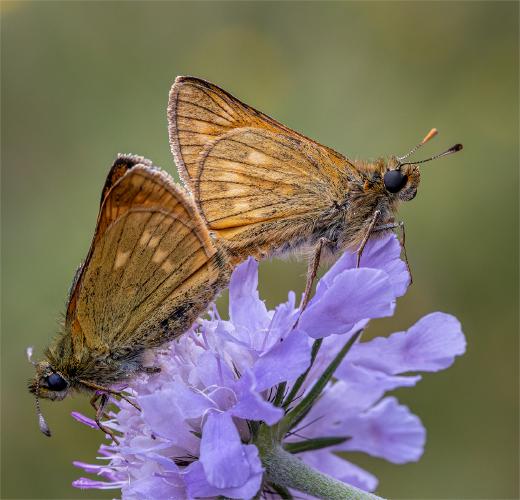Large Skippers in Copulation - Ben Heather
