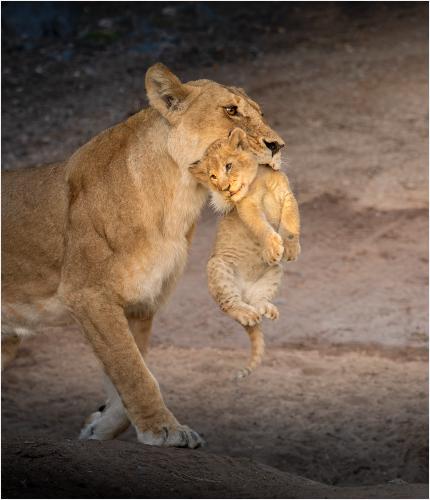 Lioness Moving Cub - Chrissie Hart