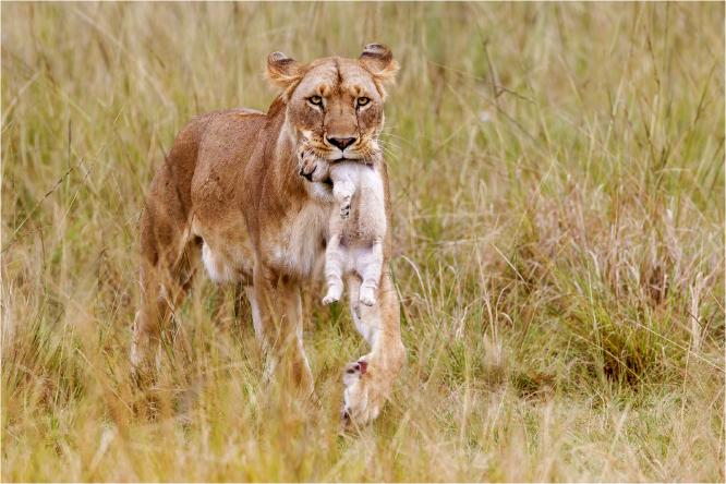 Lioness carrying her cub - Derek Howes