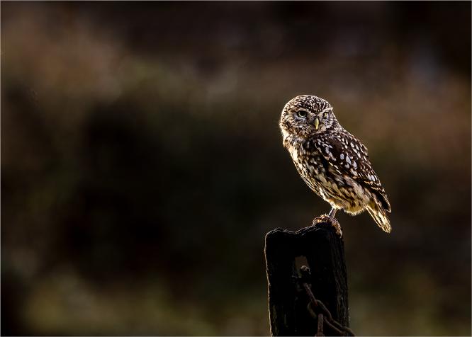 Little owl after sunrise - Eddie Campbell