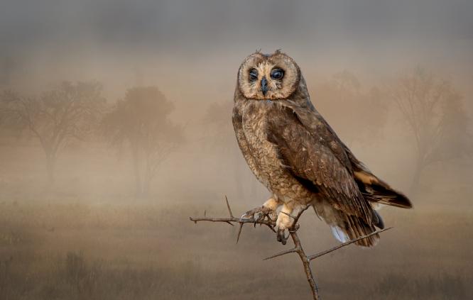 Marsh Owl Kenya - Naomi Foster