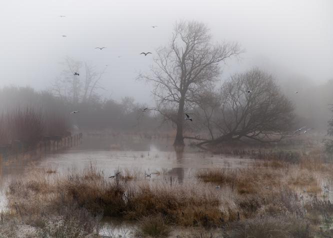 Misty Morning at Cooks Mill - Kari Matthews