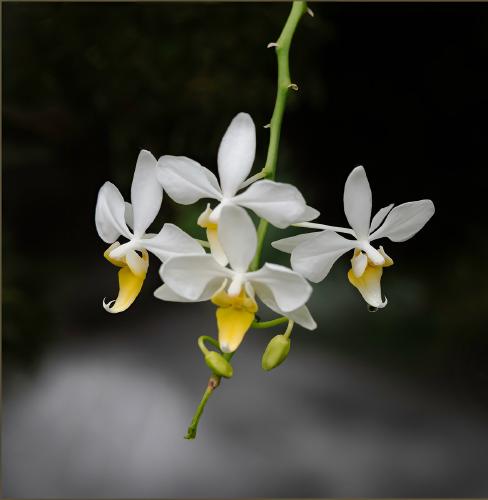 Orchid Blooms - Nesta James