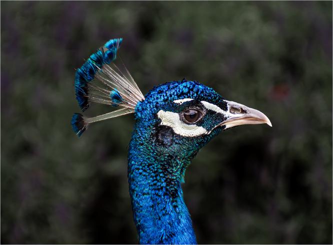 Peacock - Jennifer Brett