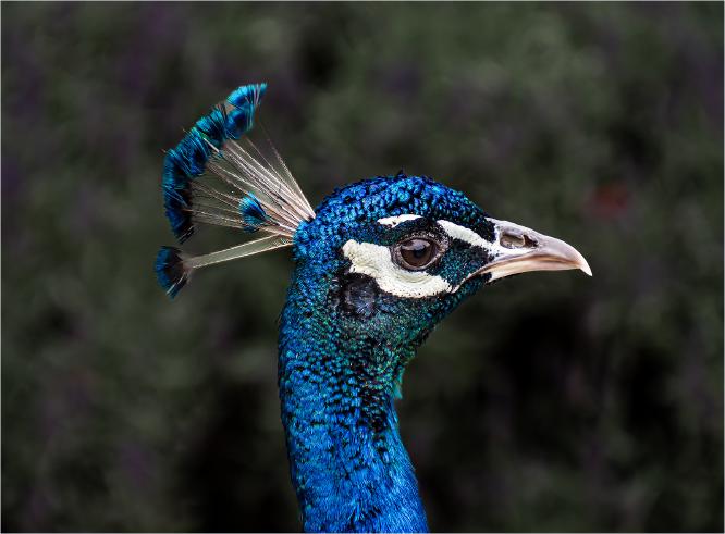 Peacock - Jennifer Brett