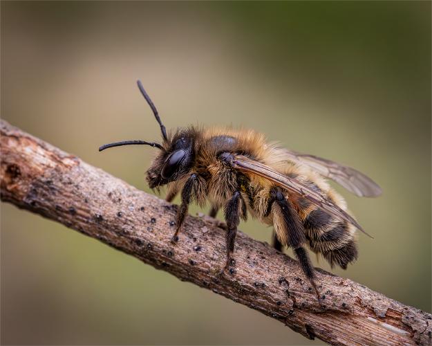 Perching Solitary Mining Bee - Ben Heather