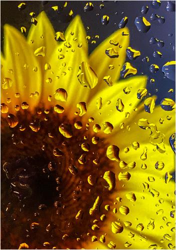 Raindrops Keep Falling On My Head - Hilary Knight