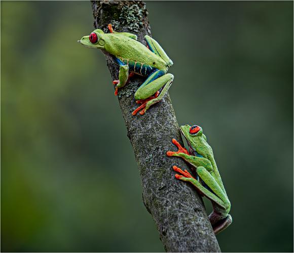 Red Eyed Tree Frog - Jennifer Brett