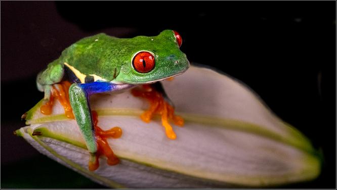 Red eyed tree frog - Peter Pangbourne