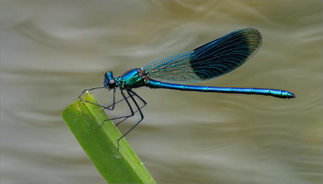 Resting Banded Demoiselle - Colin Brett