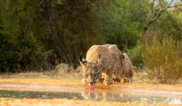 Lynn Rix - Thirsty Iberian Lynx