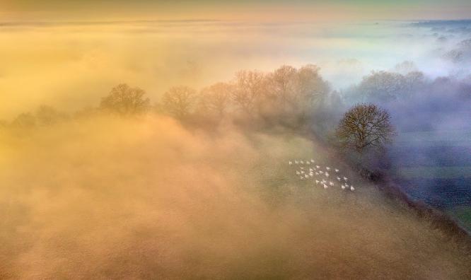 Where sheep may safely graze - Andrew Bailey