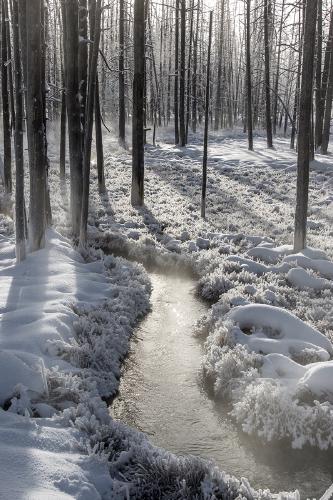 Winter morning - Lynn Rix