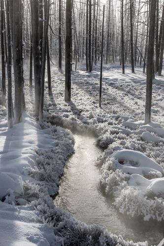 Winter morning - Lynn Rix