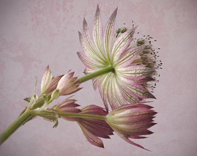 Astrantia - Mary Battye