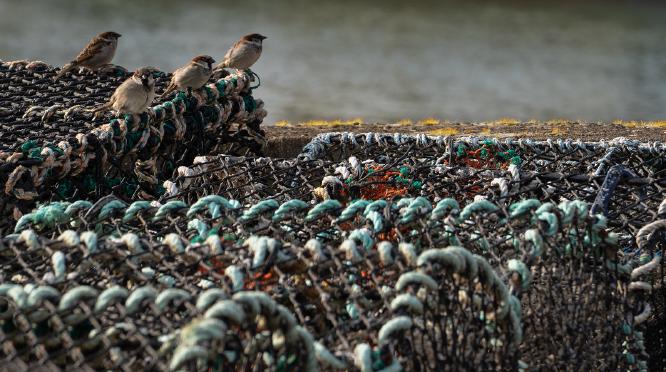 Creels - Ken Wallace