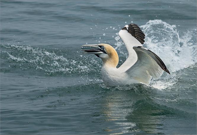 Gannet with catch - Colin Brett