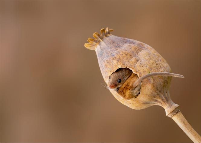 Head and Tail - Eddie Campbell