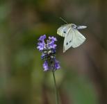 Robert Farrow - Large White Flying