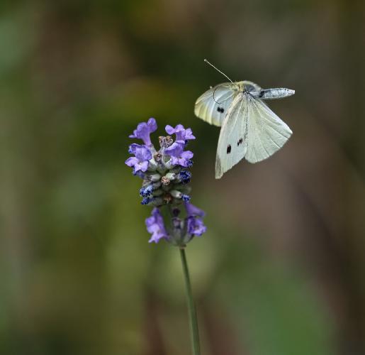 Large White Flying - Robert Farrow
