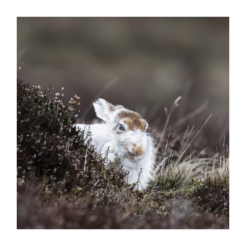 MOUNTAIN WHITE HARE - Karen Kilbourn