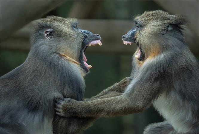 Mandrills disagreement - Colin Brett