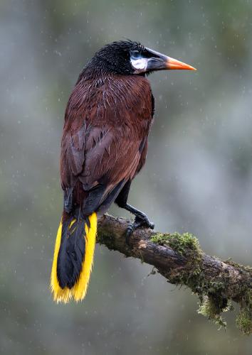 Montezuma oropendola - Naomi Foster