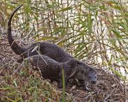 Dene Carter - Otter with Cub
