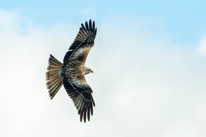 Red kite in flight - Kayleigh Searles