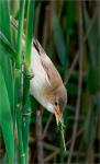 Jan Cross - Reed Warbler Catching Damselfly