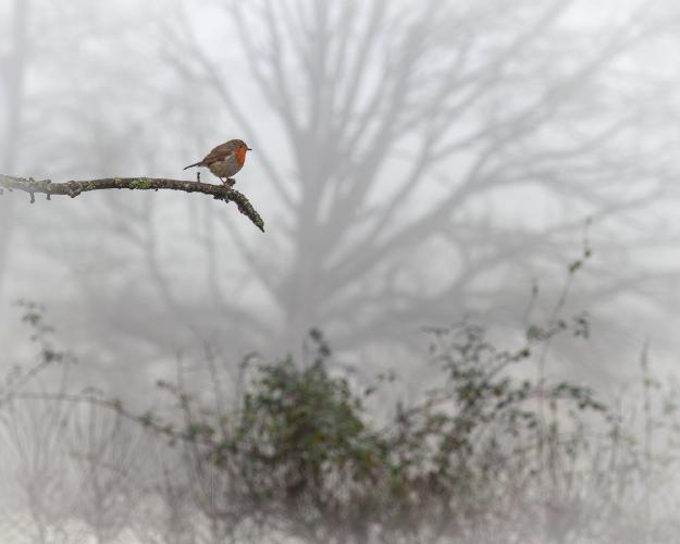 Robin of Special Branch - Kari Matthews