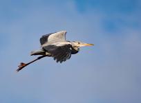 Clare Carter - Up, Up and Away