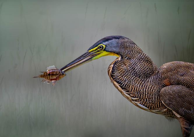 Bare Throated Tiger Heron - Naomi Foster