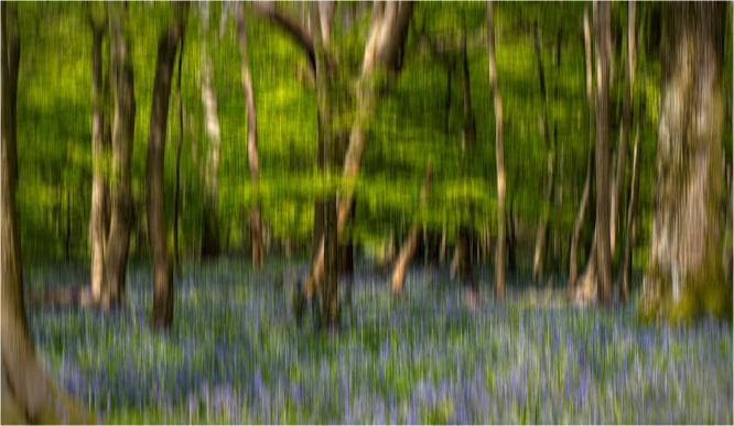 Bluebell Wood ICM - Jennifer Brett