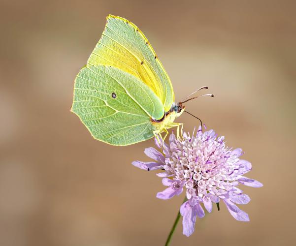 Cleopatra - Naomi Foster