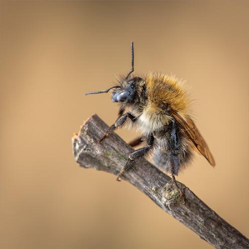 Common Carder Preening - Ben Heather