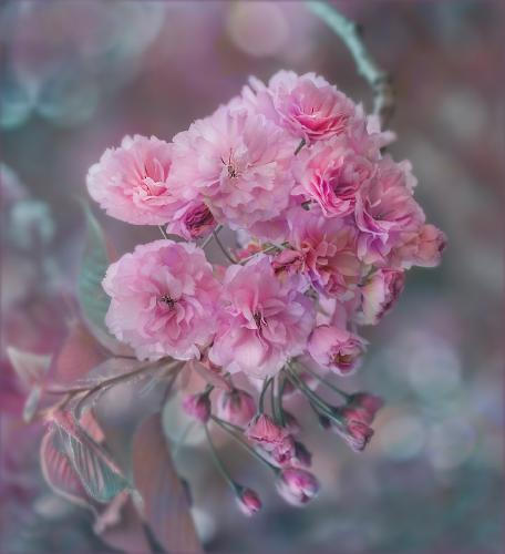 Dreamy Blossom - Chrissie Alexander
